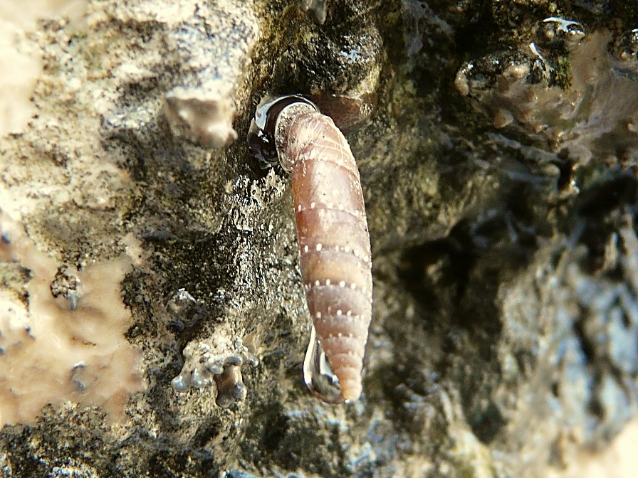 Medora macascarensis (Sowerby, 1828)